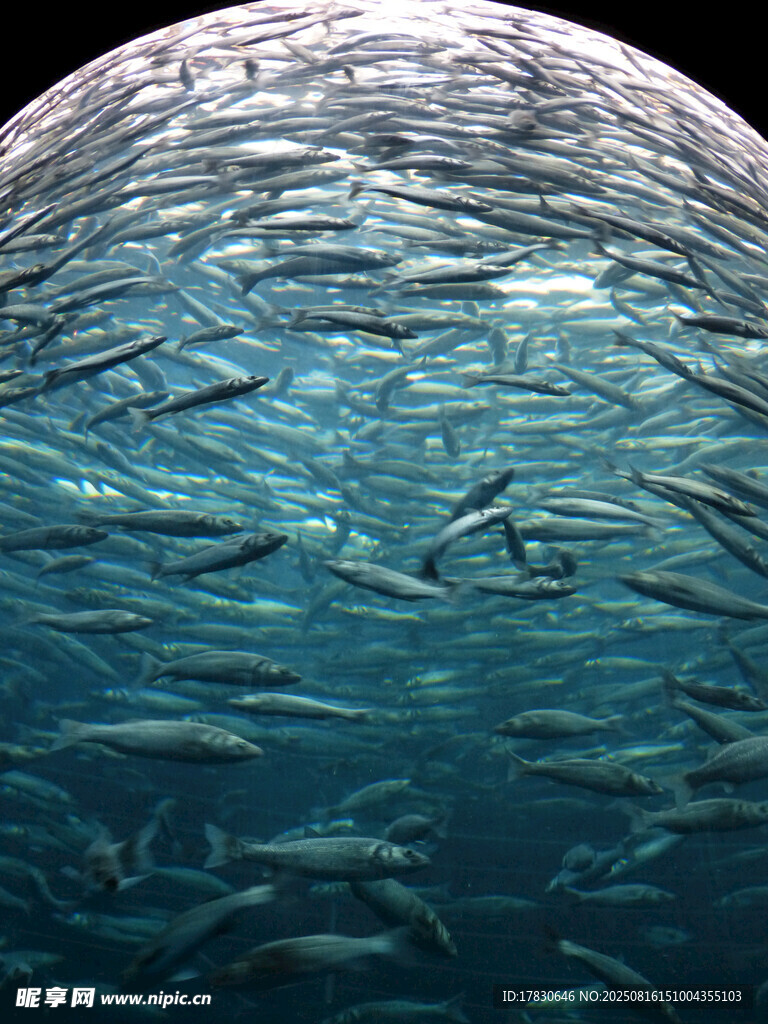 海洋中群魚簇?fù)淼膲延^景象