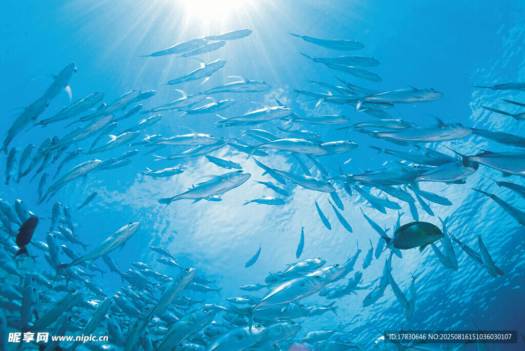 海洋中群魚暢游的壯觀景象