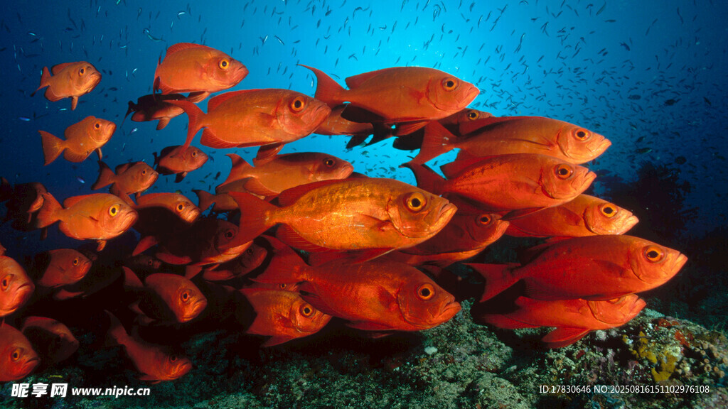 海底橙紅色魚(yú)群景觀