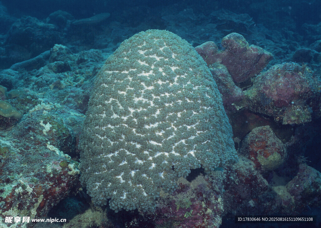 海底的大型海綿生物