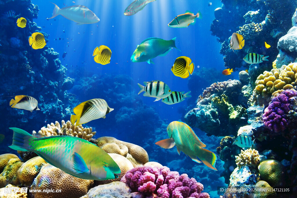 海底多彩魚群與珊瑚景觀