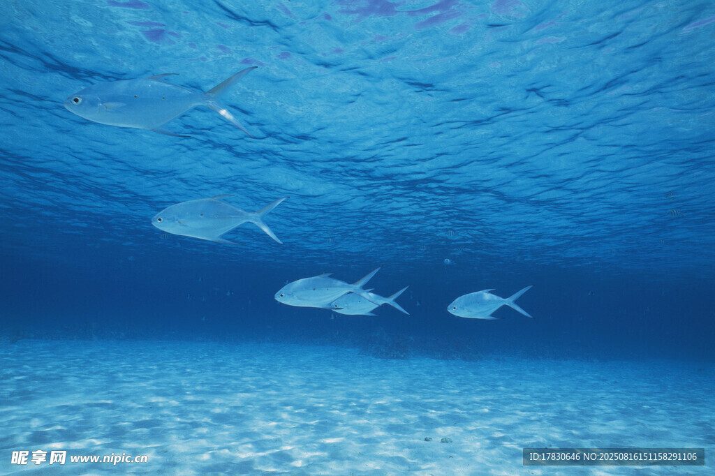 深海中游弋的銀色小魚
