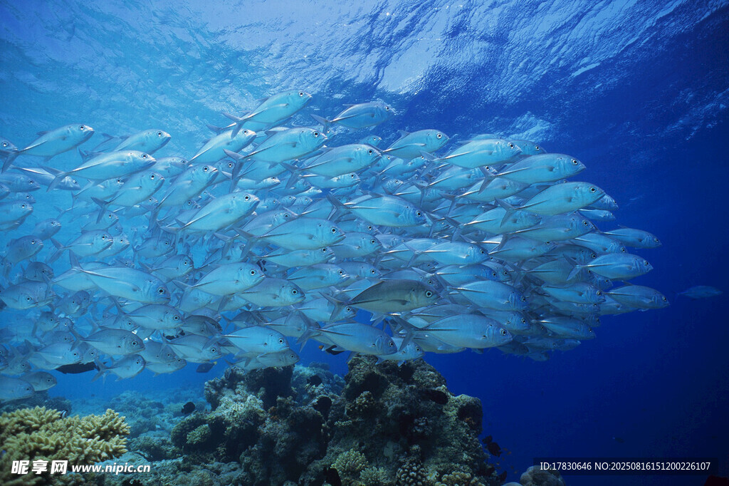 海底魚(yú)群環(huán)繞珊瑚景觀