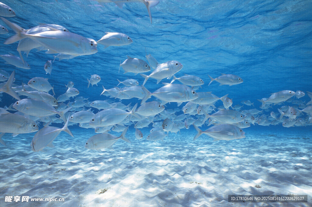 海底魚群暢游美景