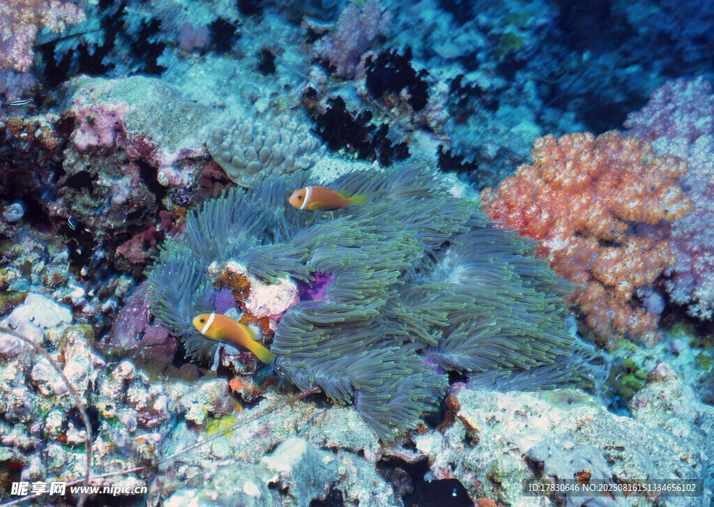 海底多彩珊瑚與游動(dòng)小魚