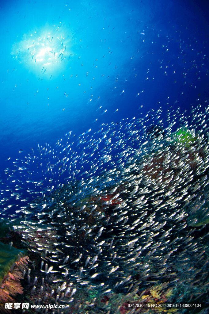 海底魚群與絢麗珊瑚景觀