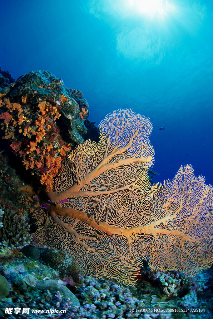 海底絢麗珊瑚景觀