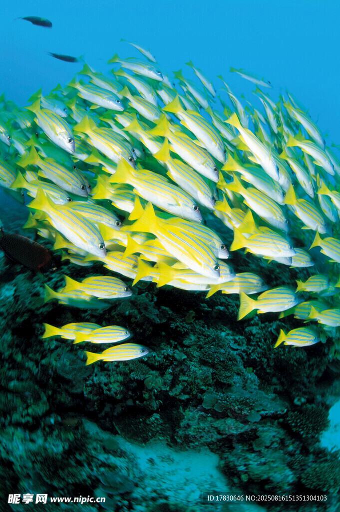 群魚暢游于絢麗海底世界