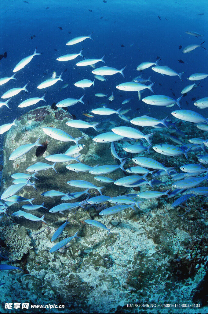 海洋中群游的銀色小魚