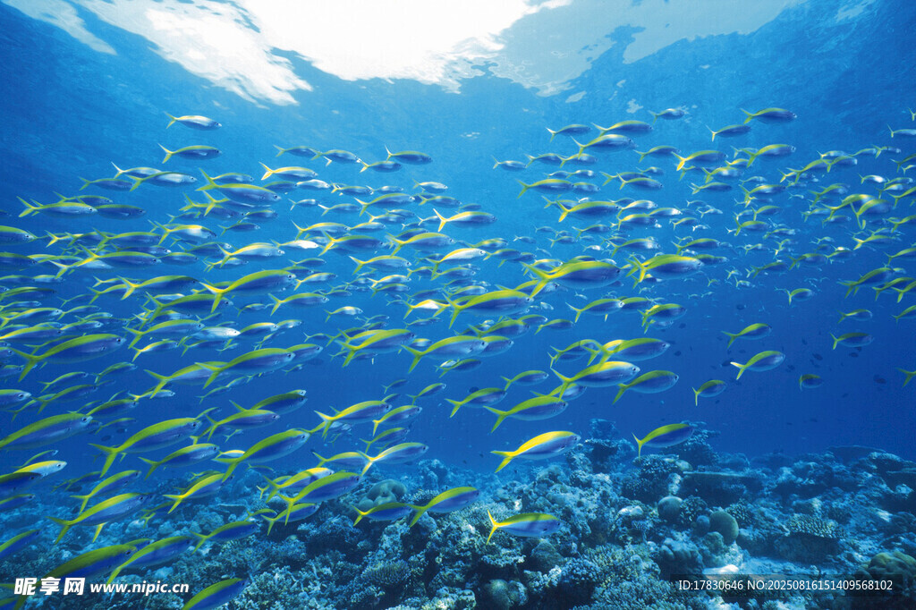 海底魚群暢游美麗珊瑚礁