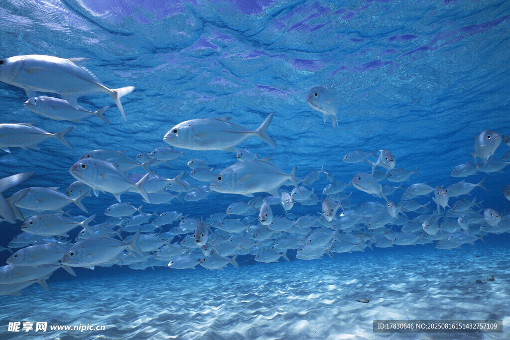 海底魚群暢游景象