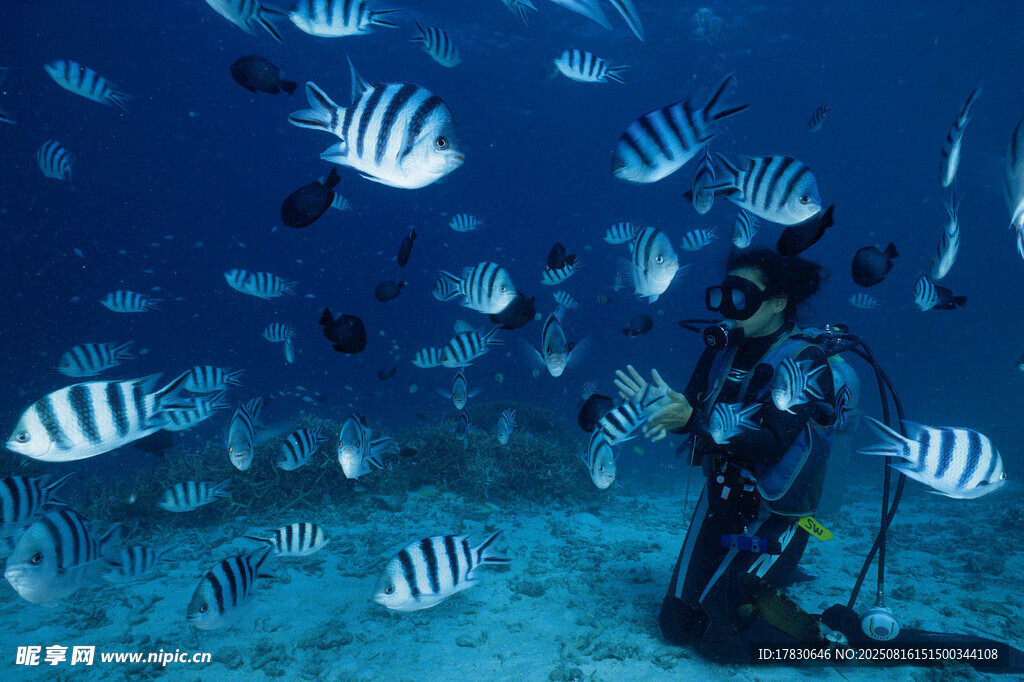 潛水員與條紋魚共舞海底