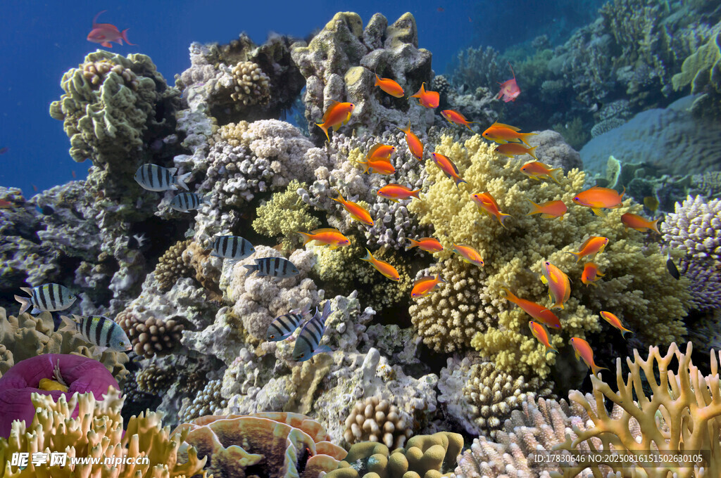 海底多彩珊瑚與魚群景觀