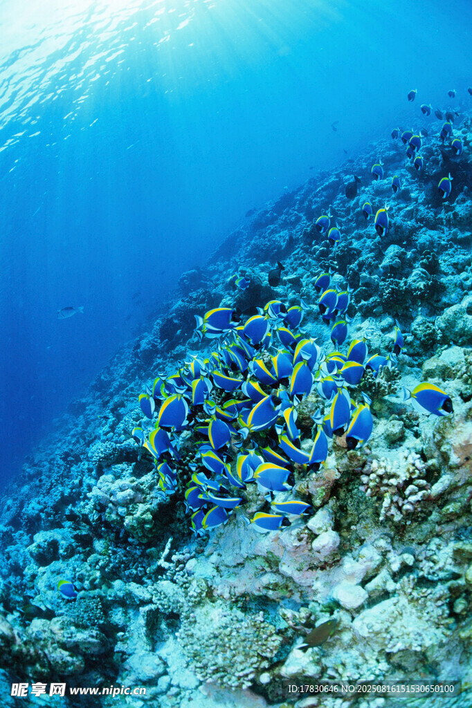 海底多彩魚群暢游珊瑚間