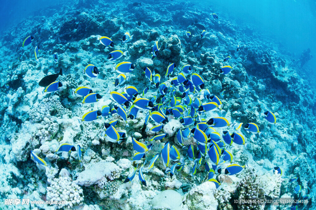 海底多彩魚群與珊瑚景觀