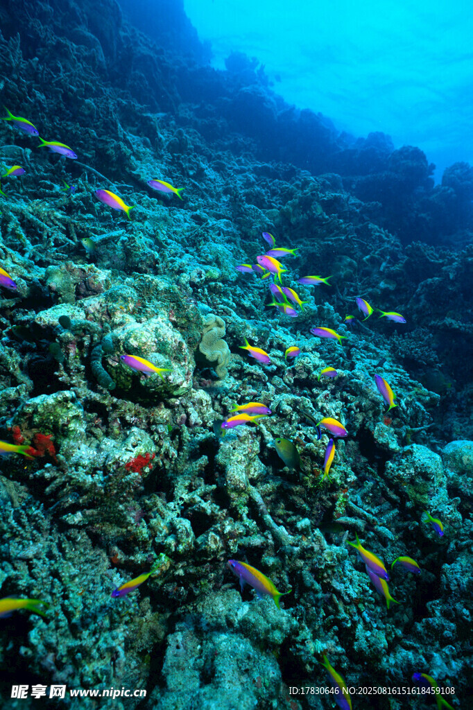 海底多彩魚群與珊瑚景觀