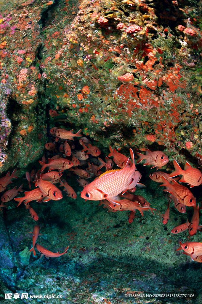 海底礁石旁的紅色小魚