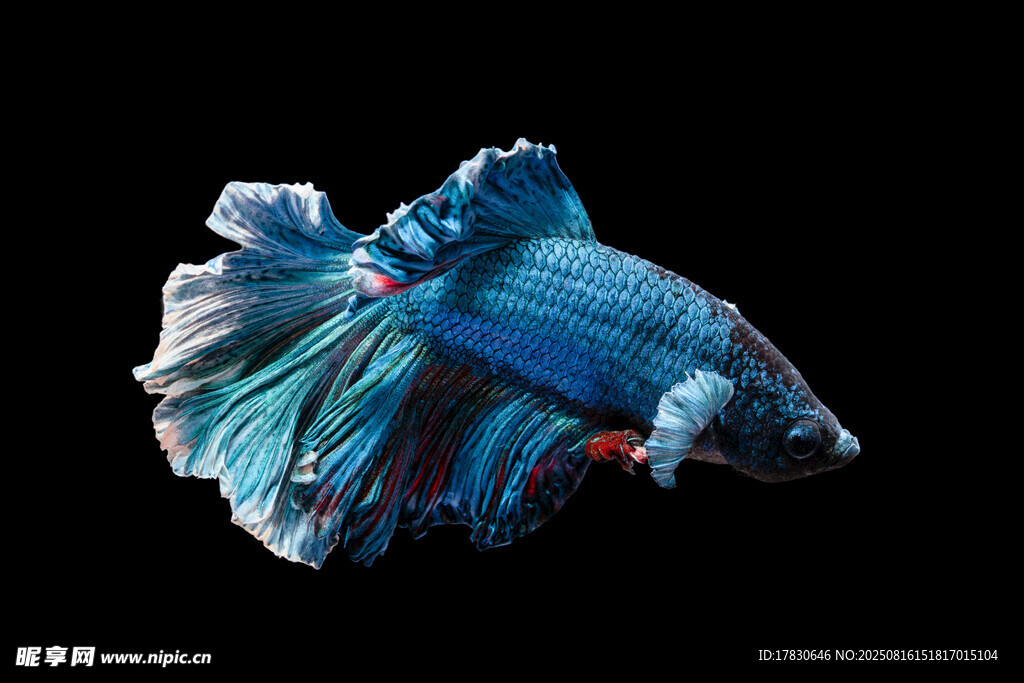 藍(lán)色暹羅斗魚(yú)特寫