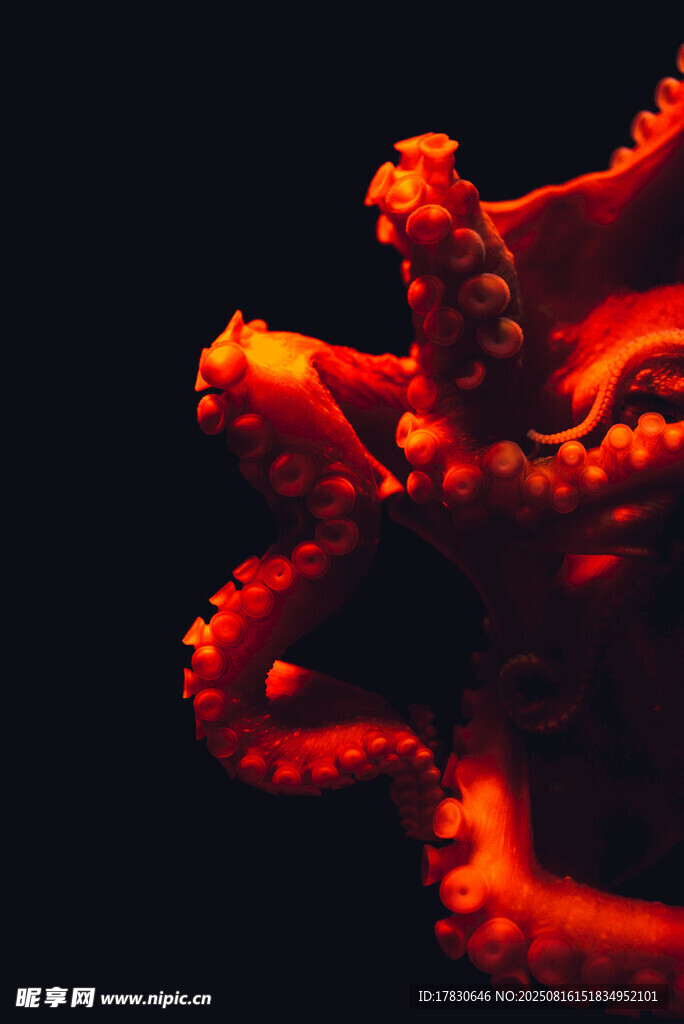 紅色章魚(yú)特寫(xiě)