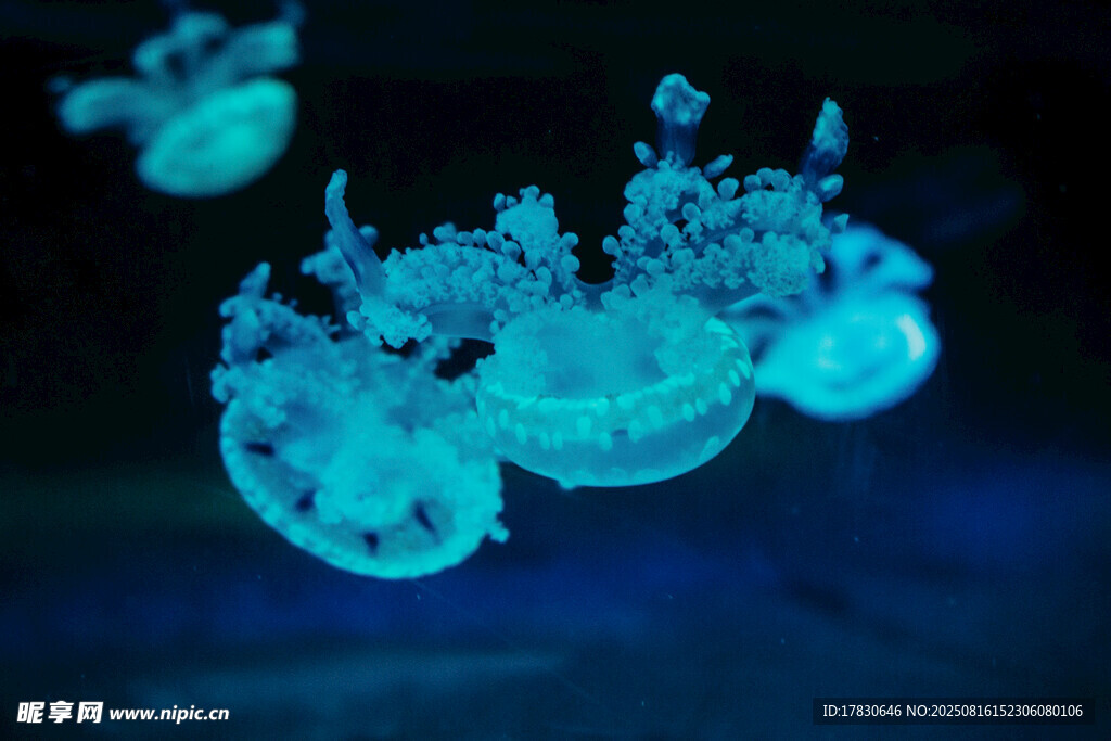 夢幻發(fā)光水母在水中游動