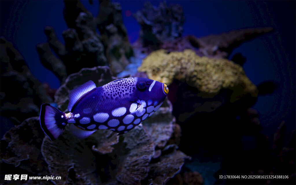 深海中的神秘紫色海洋生物