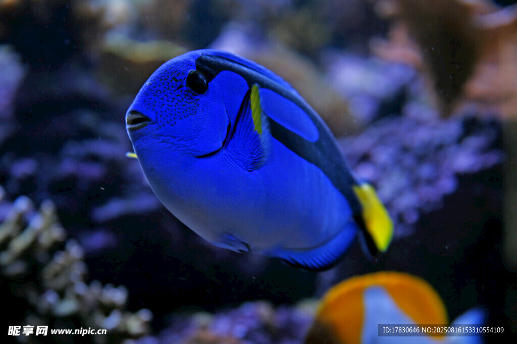 藍色熱帶魚悠游于珊瑚間