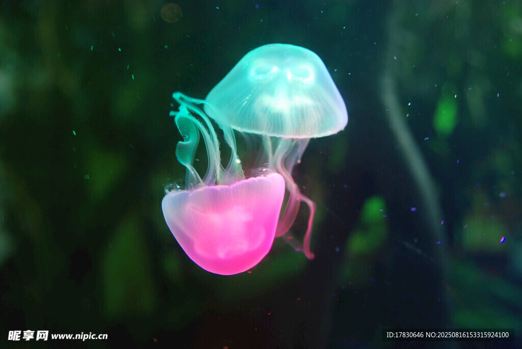 夢幻雙色水母