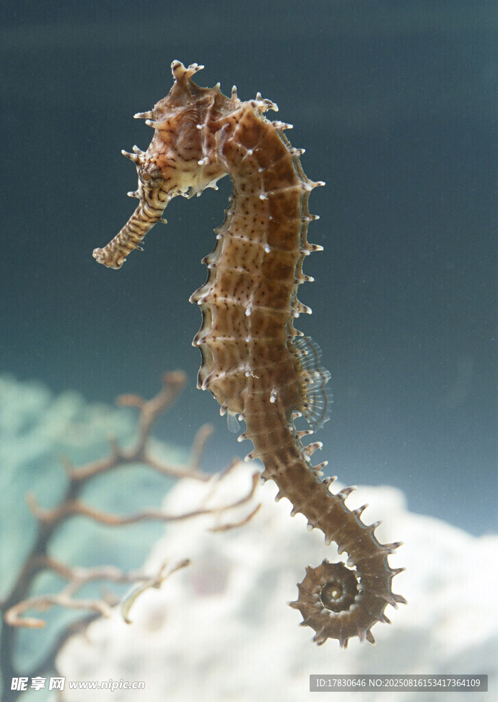 優(yōu)雅海馬于水中曼妙姿態(tài)