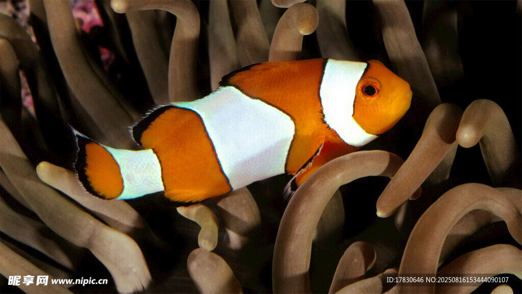 可愛小丑魚在?？? />
                            </div>
                    </div>
                </div>



                <div   id=
