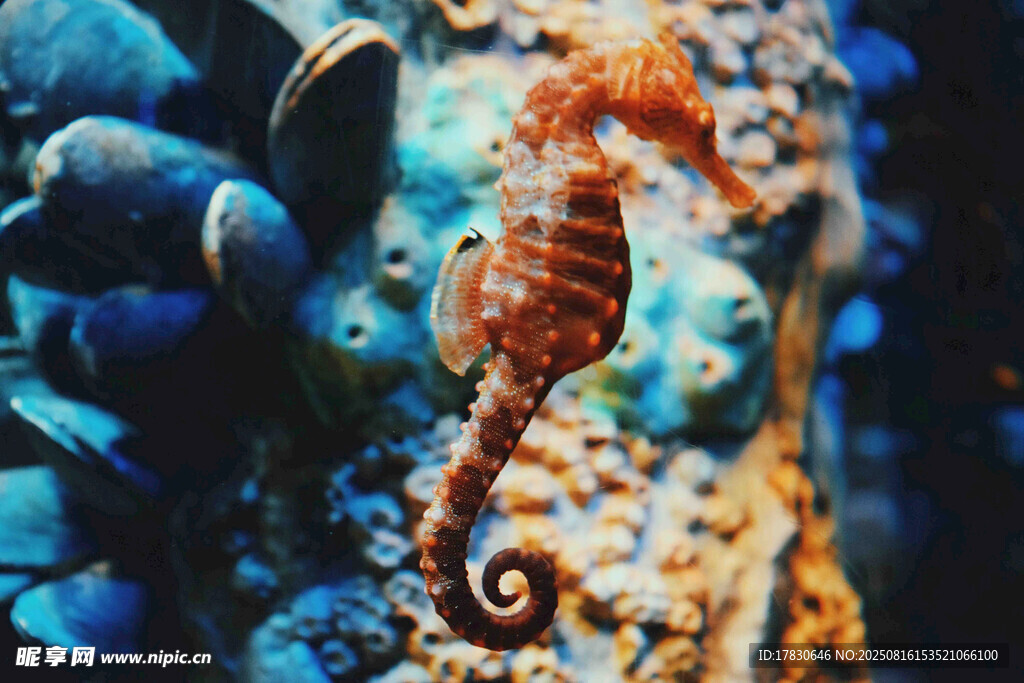 海底世界中的可愛海馬