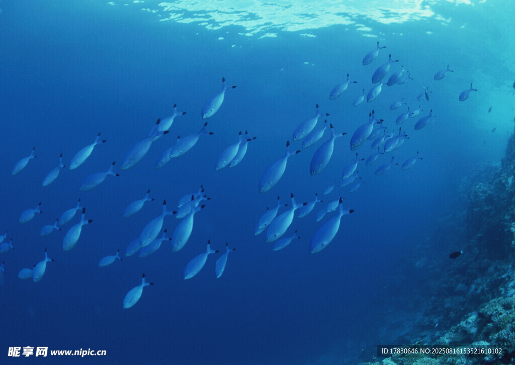 海底魚(yú)群共舞的美麗景象