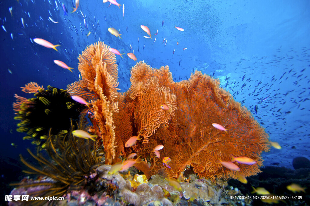 海底絢麗珊瑚與游動小魚