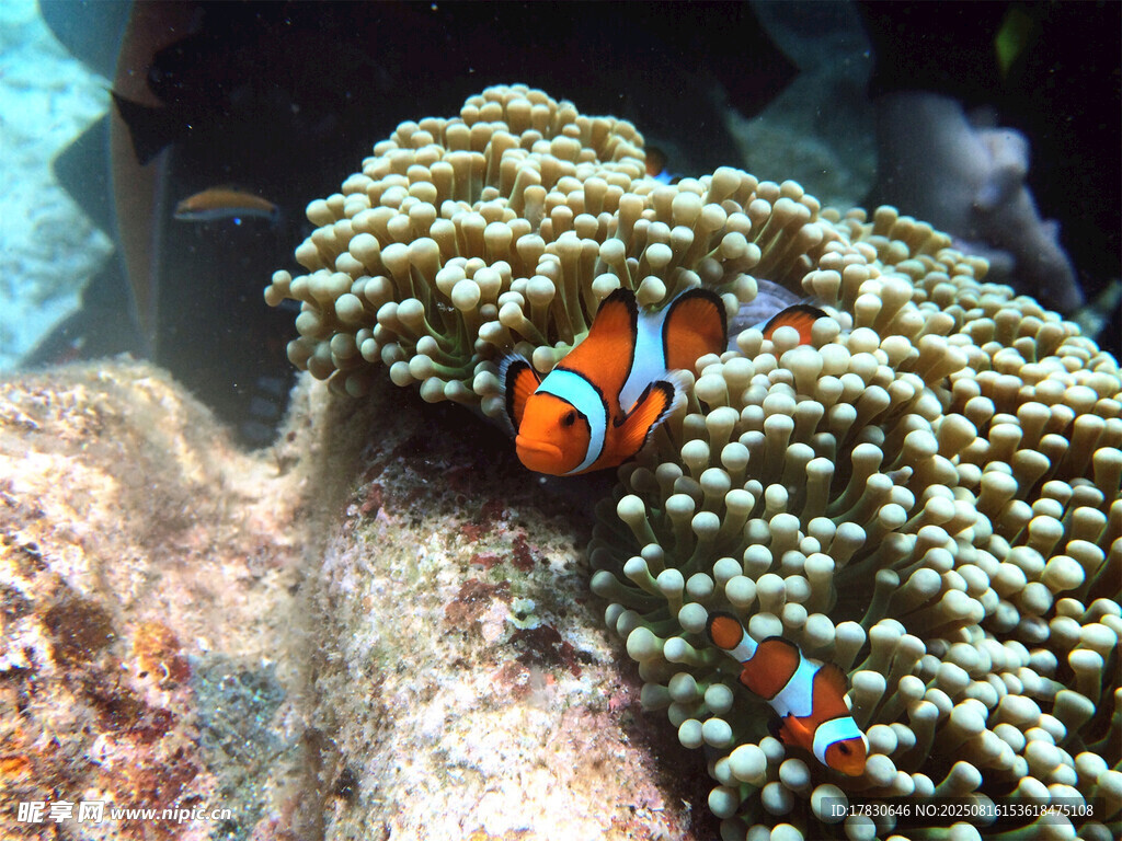 礁石旁的小丑魚與?？? />
                            </div>
                    </div>
                </div>



                <div   id=