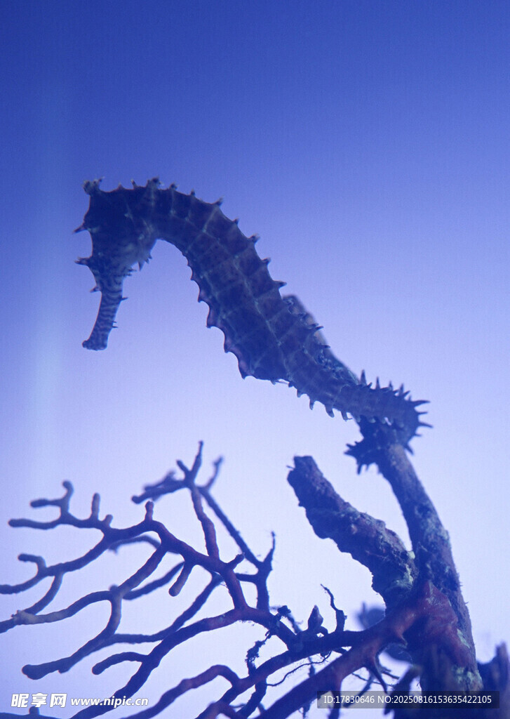 海馬棲息于枯樹枝上