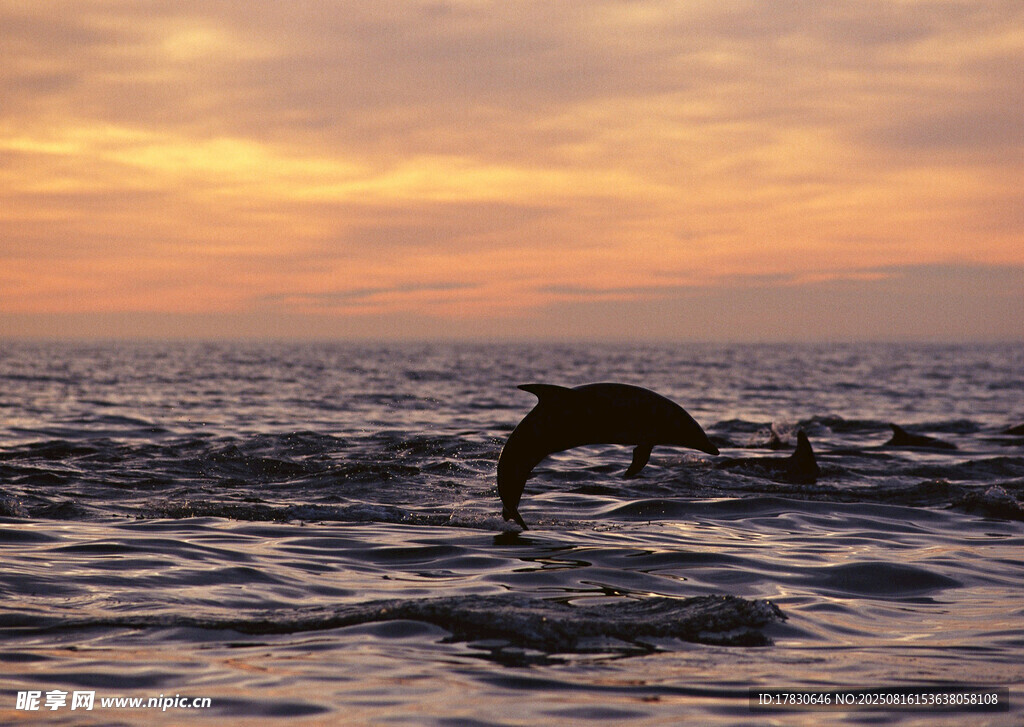 夕陽下躍出海面的海豚