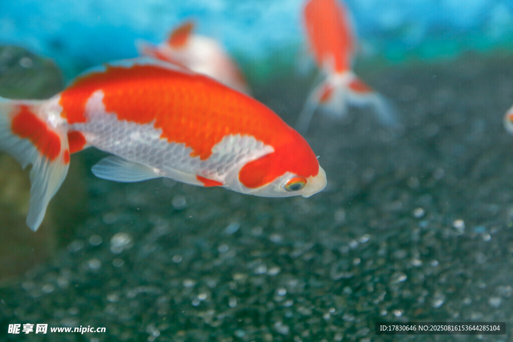 水中紅金魚悠游