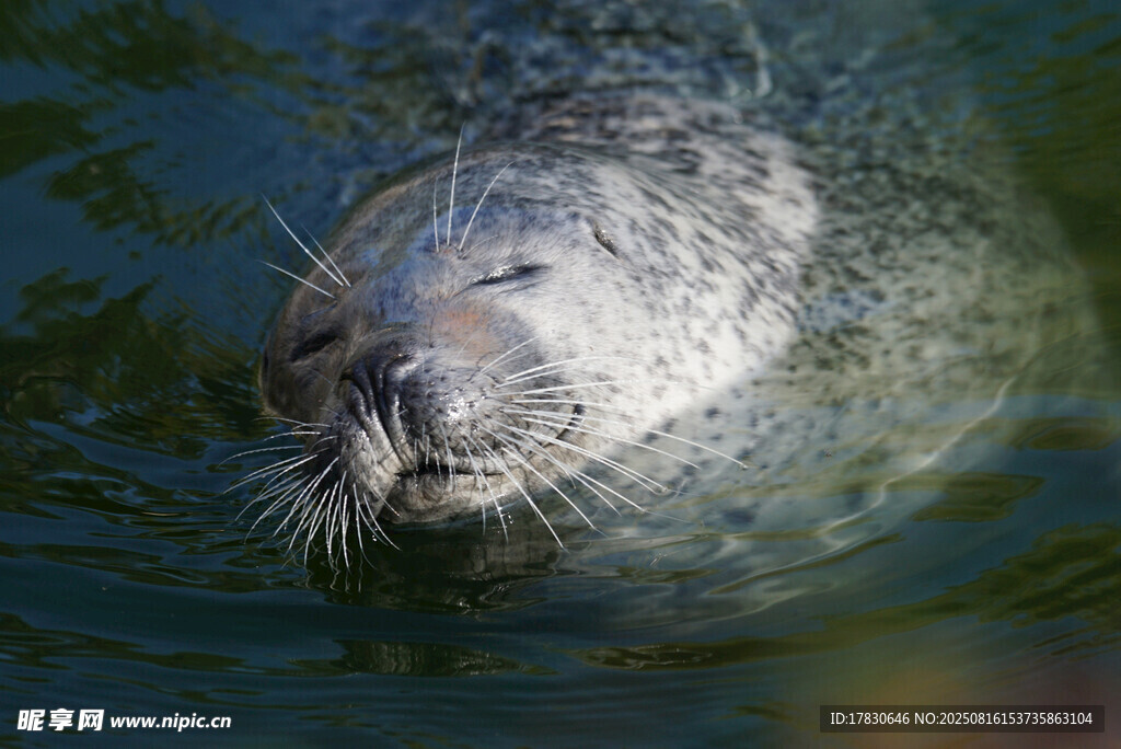 水中的海豹