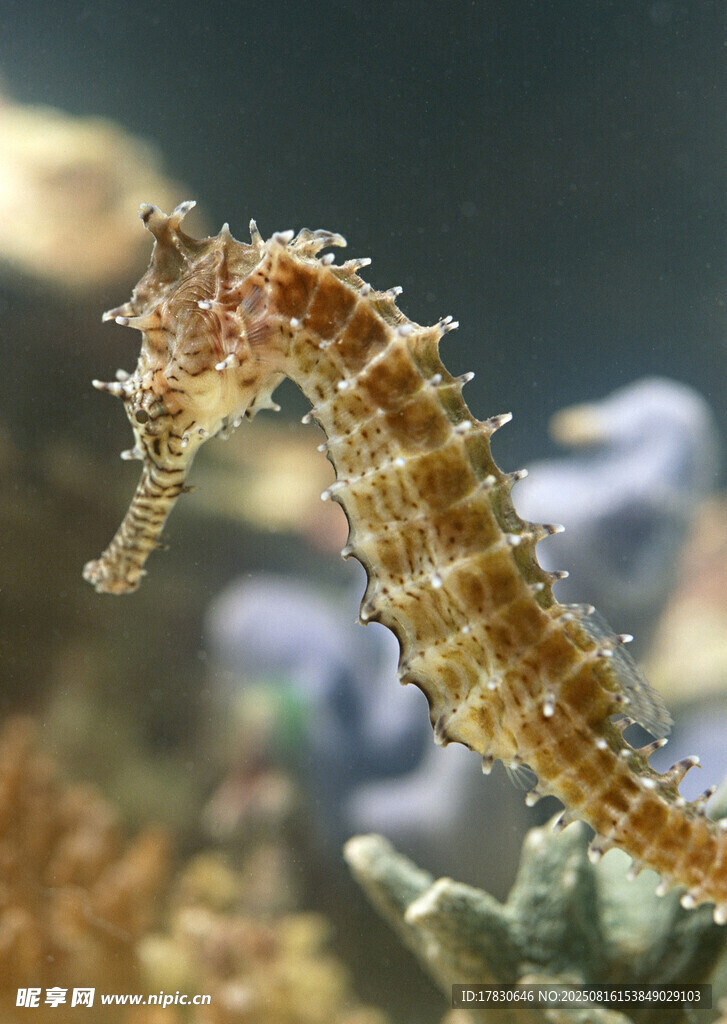 海洋中的優(yōu)雅海馬
