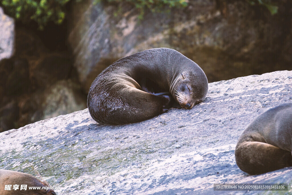 巖石上休憩的海獅
