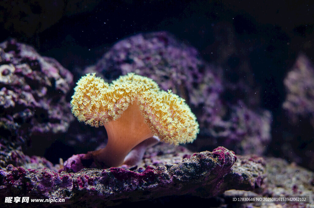 海底美麗珊瑚特寫