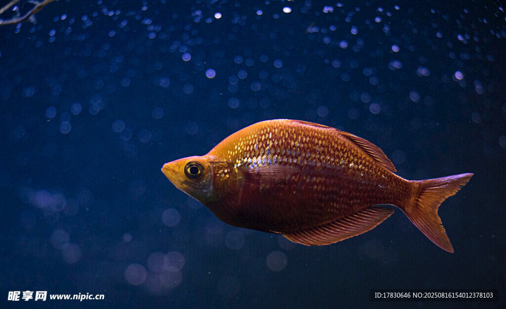 水中游弋的美麗小魚