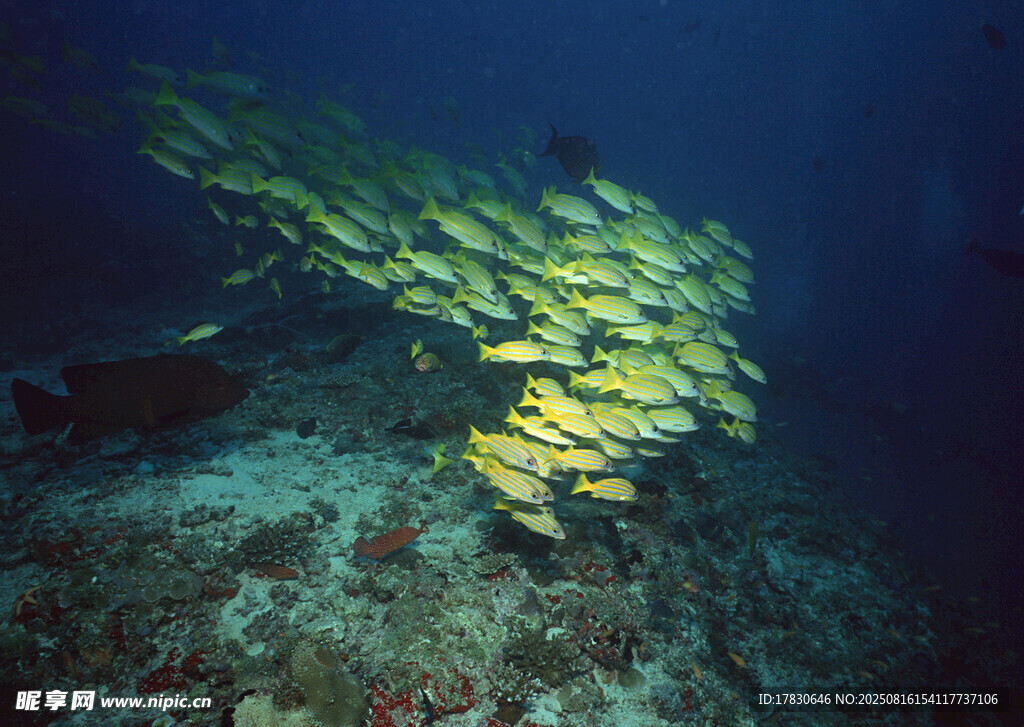 海底群魚遨游畫面