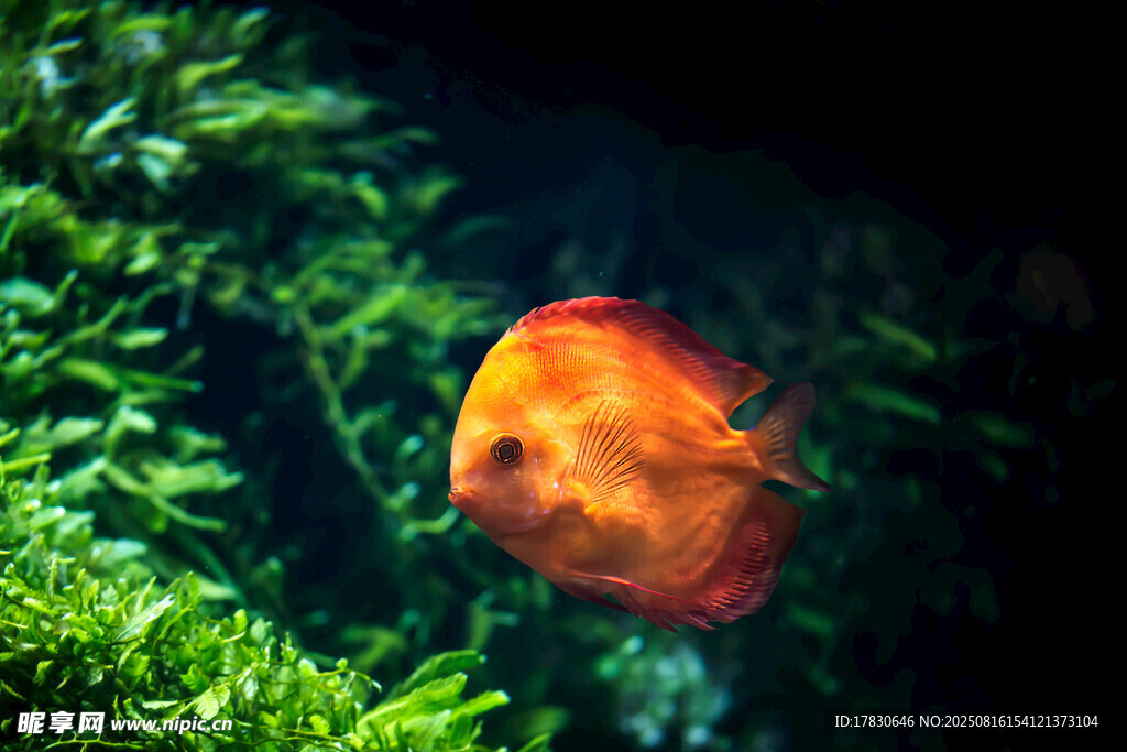 水中游動的橙色熱帶觀賞魚