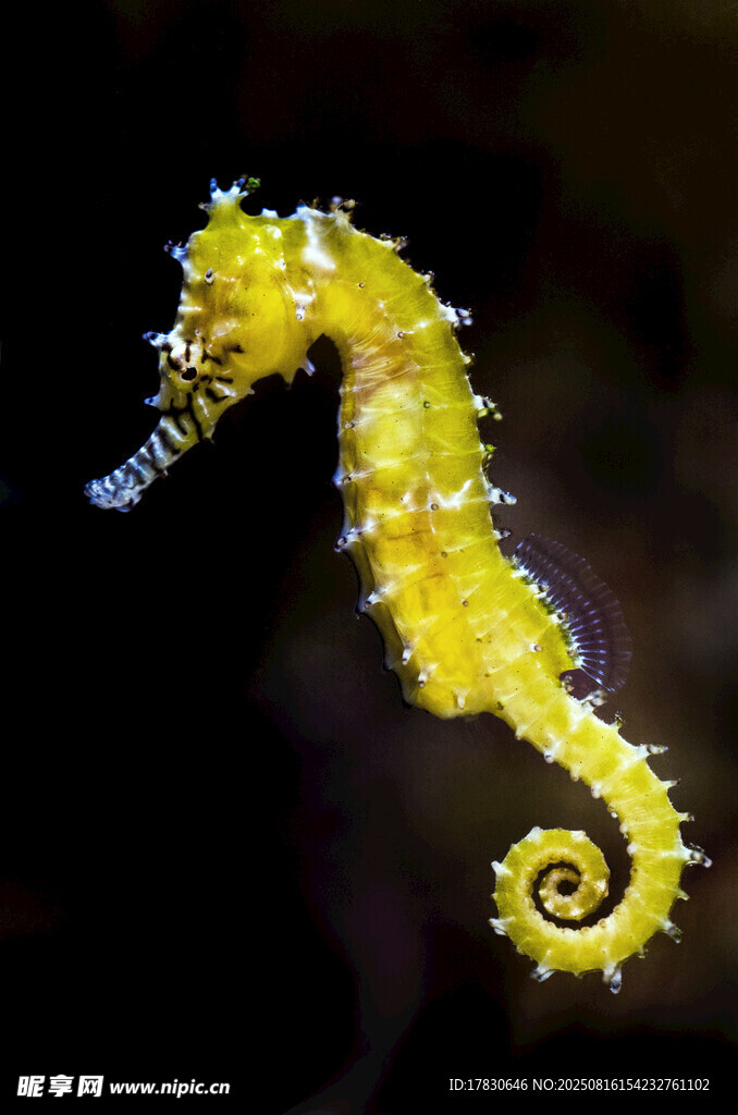 黃色海馬特寫