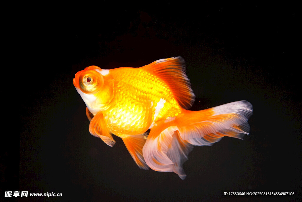 靈動金魚水中優(yōu)雅游弋