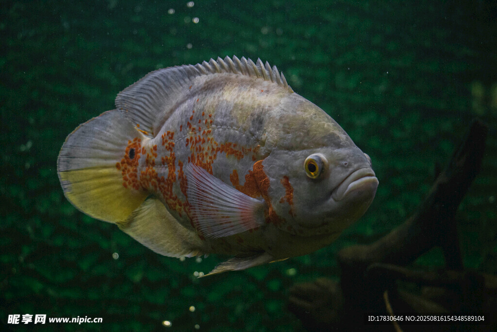 水中斑斕麗魚