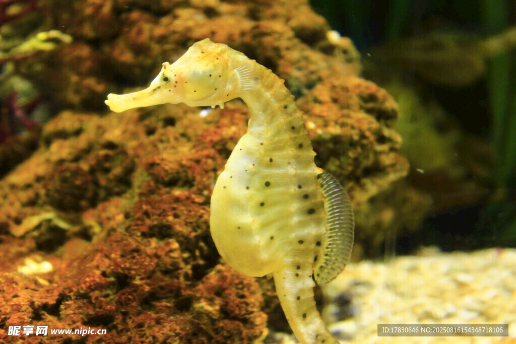 水族館中的可愛小海馬