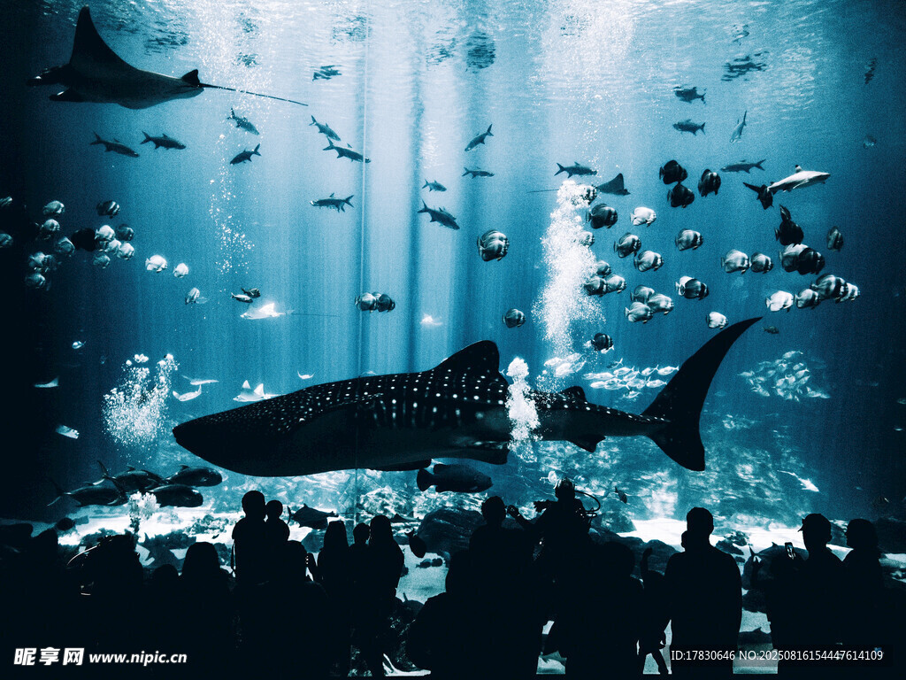 水族館內(nèi)眾人觀賞大魚