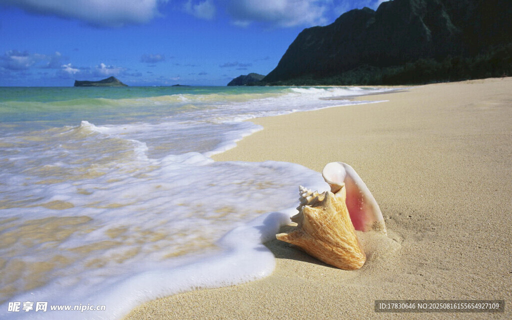 沙灘上的貝殼與海浪美景