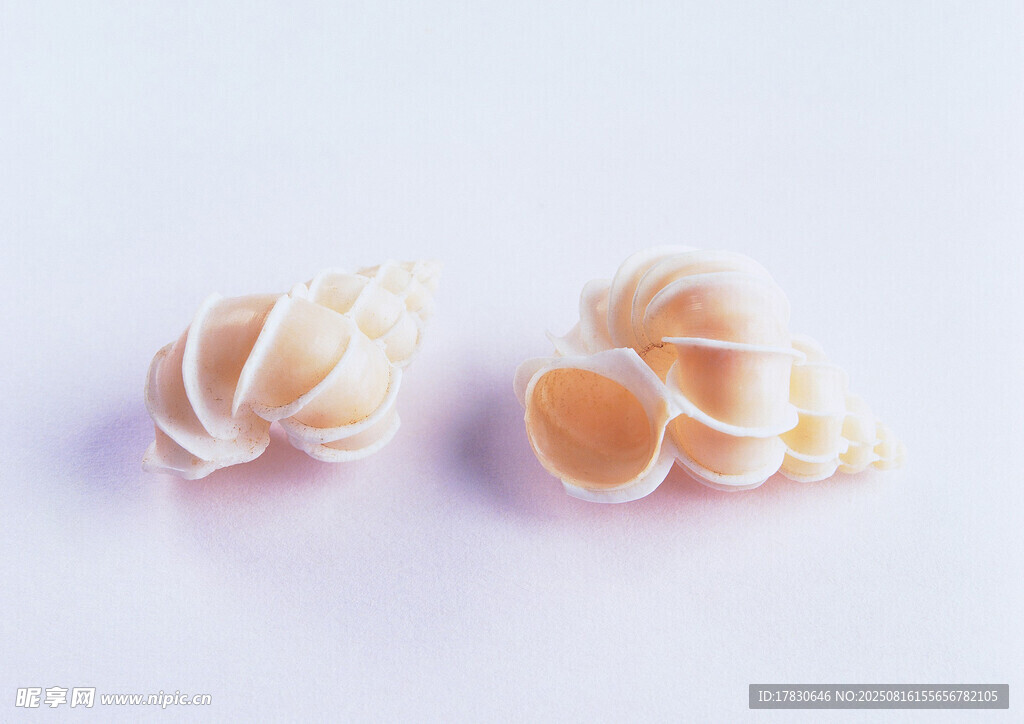 精致貝殼狀耳環(huán)飾品